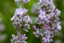 Lavandula angustifolia 'Miss Katherine' -R 9 x 9 cm Topf 0,5 Liter 