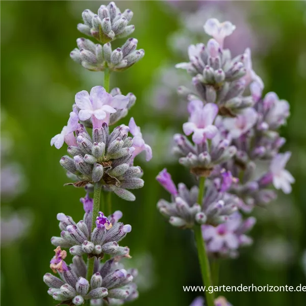 Lavandula angustifolia 'Miss Katherine' -R