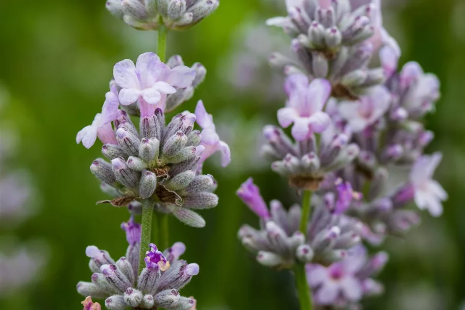 Lavandula angustifolia 'Miss Katherine' -R 9 x 9 cm Topf 0,5 Liter 