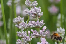 Lavandula angustifolia 'Miss Katherine' -R 9 x 9 cm Topf 0,5 Liter 