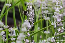 Lavandula angustifolia 'Miss Katherine' -R 9 x 9 cm Topf 0,5 Liter 