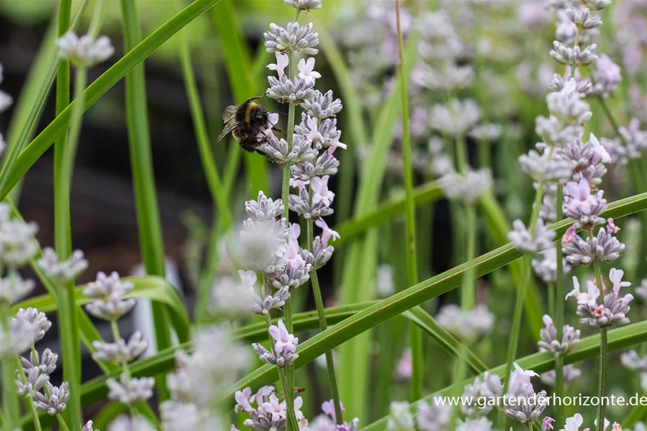 Lavandula angustifolia 'Miss Katherine' -R 9 x 9 cm Topf 0,5 Liter 