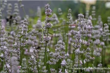 Lavandula angustifolia 'Miss Katherine' -R 9 x 9 cm Topf 0,5 Liter 