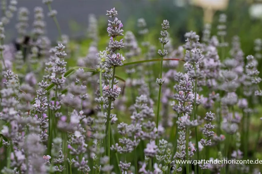 Lavandula angustifolia 'Miss Katherine' -R 9 x 9 cm Topf 0,5 Liter 