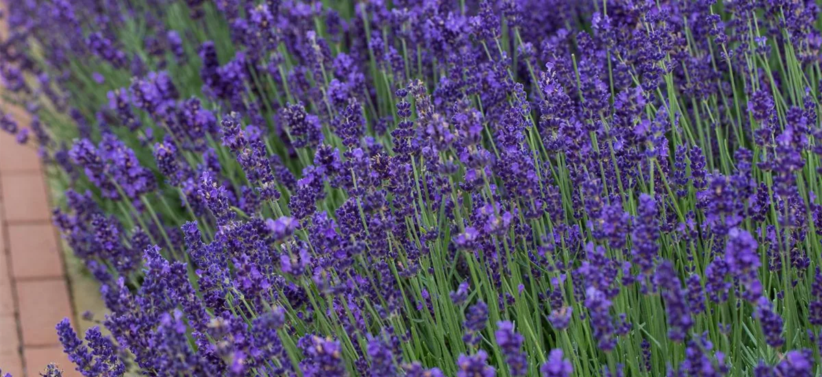 Lavandula angustifolia 'Siesta' 9 x 9 cm Topf 0,5 Liter 