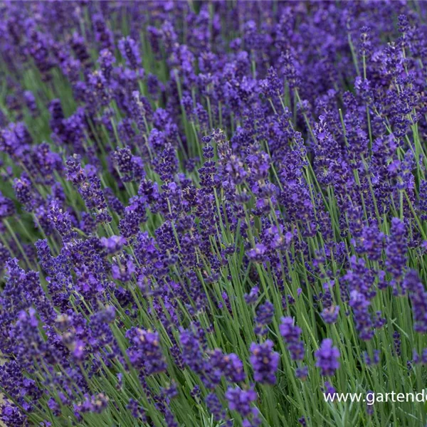 Lavandula angustifolia 'Siesta'