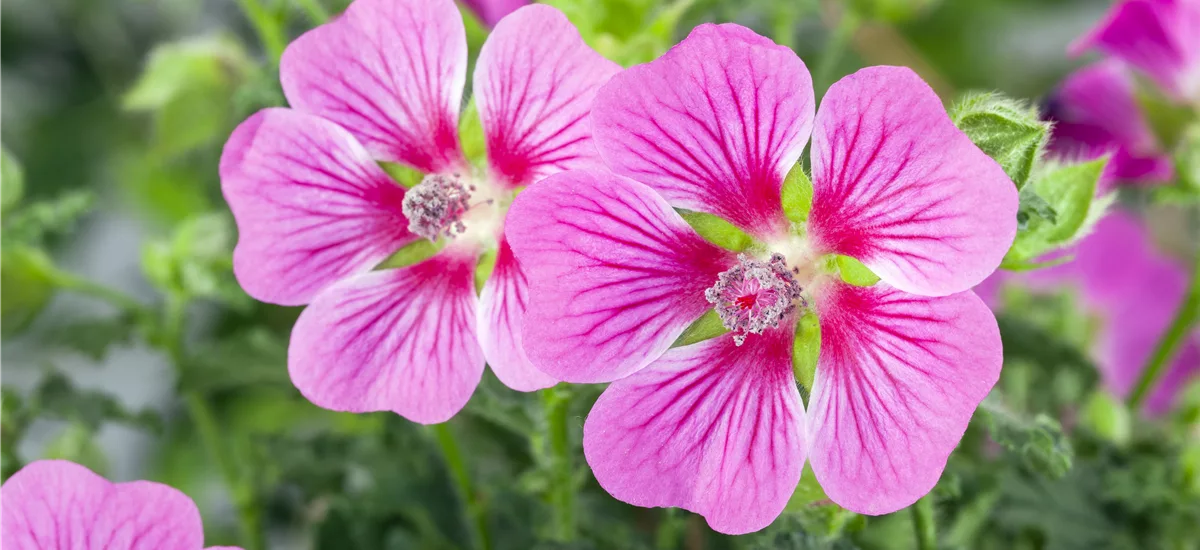 Lavatera x olbia 'Rosea' 9 x 9 cm Topf 0,5 Liter 