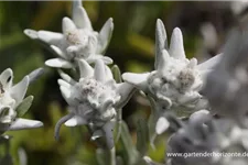 Leontopodium alpinum 'Mont Blanc' -R- 9 x 9 cm Topf 0,5 Liter 