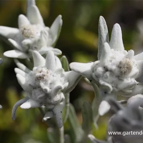 Leontopodium alpinum 'Mont Blanc' -R-