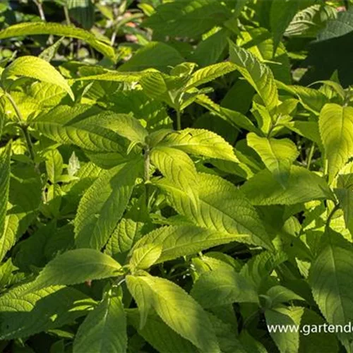 Leucosceptrum japonicum 'Golden Angel'