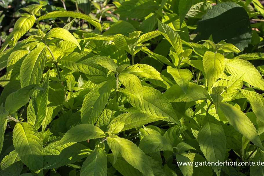 Leucosceptrum japonicum 'Golden Angel' 1 Liter Topf 