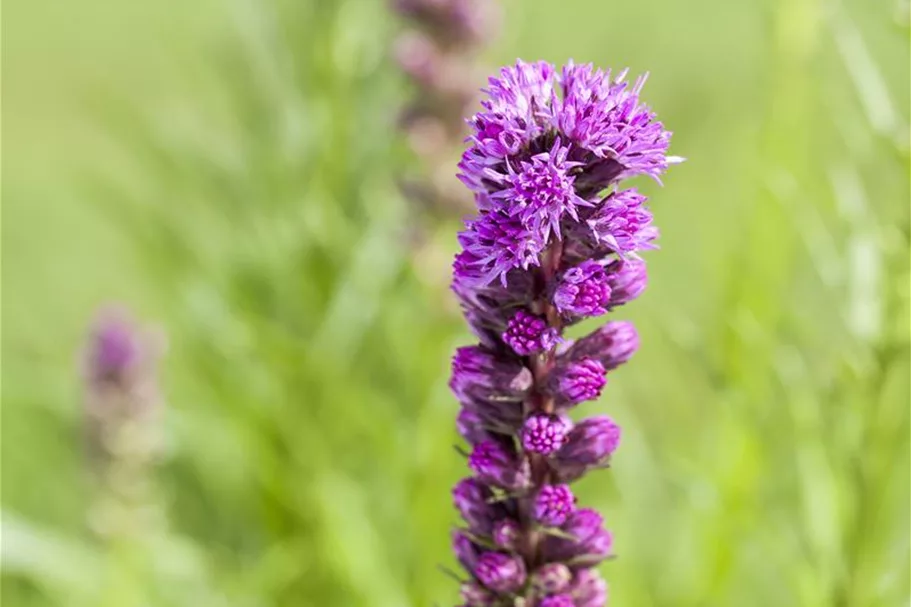 Liatris spicata 1 Liter Topf 