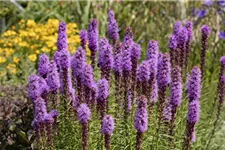 Liatris spicata 1 Liter Topf 