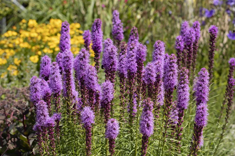 Liatris spicata 1 Liter Topf 