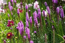 Liatris spicata 1 Liter Topf 