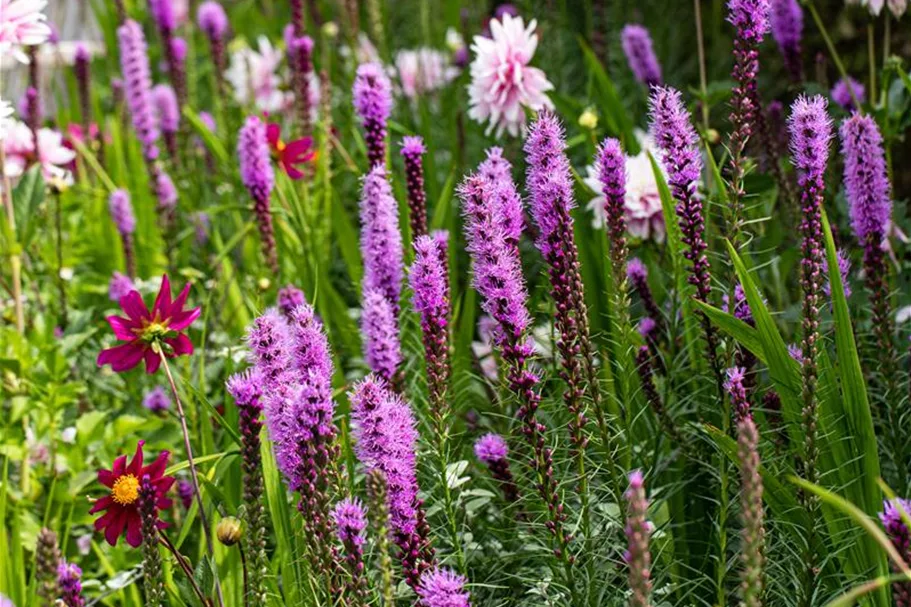 Liatris spicata 1 Liter Topf 