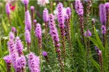 Liatris spicata 1 Liter Topf 