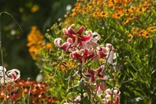 Lilium OT 'Sheherazade' 1 Liter Topf 