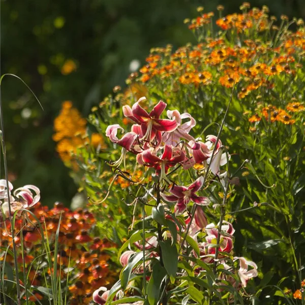 Lilium OT 'Sheherazade'