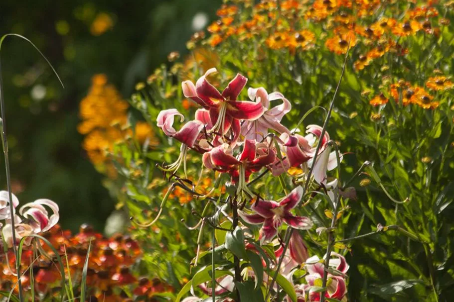 Lilium OT 'Sheherazade' 1 Liter Topf 