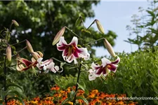 Lilium OT 'Sheherazade' 1 Liter Topf 