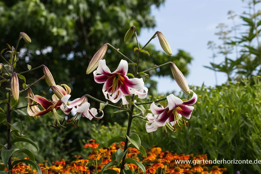 Lilium OT 'Sheherazade' 1 Liter Topf 