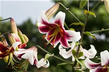 Lilium OT 'Sheherazade' 1 Liter Topf 