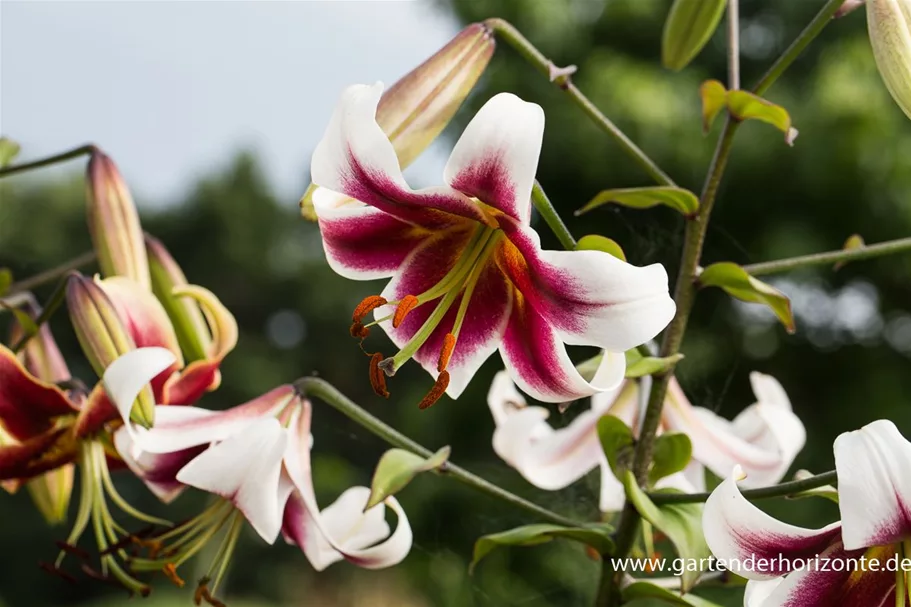 Lilium OT 'Sheherazade' 1 Liter Topf 