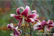 Lilium OT 'Sheherazade' 1 Liter Topf 