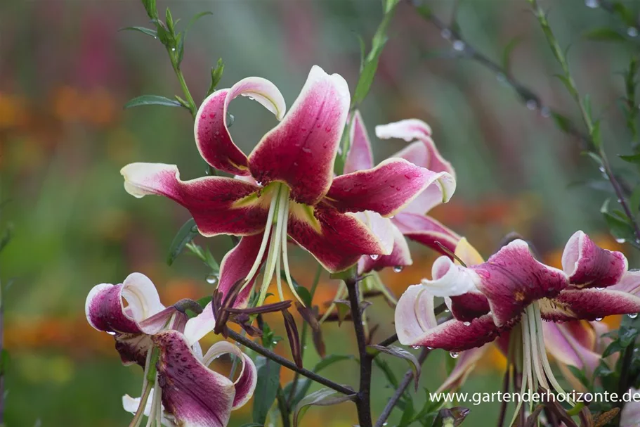 Lilium OT 'Sheherazade' 1 Liter Topf 