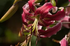 Lilium OT 'Sheherazade' 1 Liter Topf 