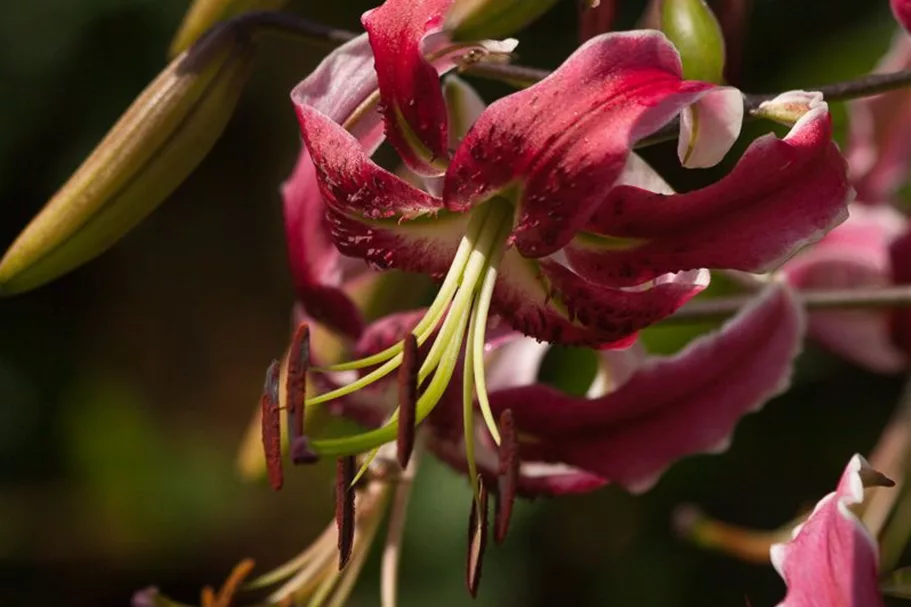 Lilium OT 'Sheherazade' 1 Liter Topf 