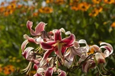 Lilium OT 'Sheherazade' 1 Liter Topf 