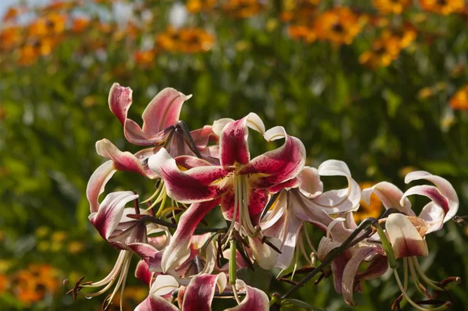 Lilium OT 'Sheherazade' 1 Liter Topf 