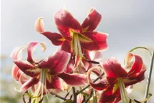 Lilium OT 'Sheherazade' 1 Liter Topf 