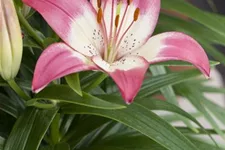 Lilium OT 'Sheherazade' 1 Liter Topf 