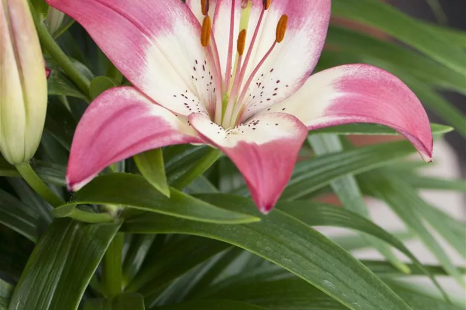 Lilium OT 'Sheherazade' 1 Liter Topf 