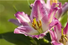 Lilium OT 'Sheherazade' 1 Liter Topf 