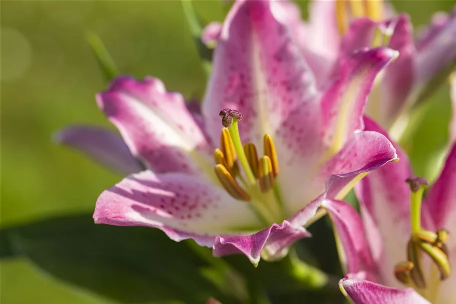 Lilium OT 'Sheherazade' 1 Liter Topf 