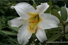 Lilium regale 1 Liter Topf 