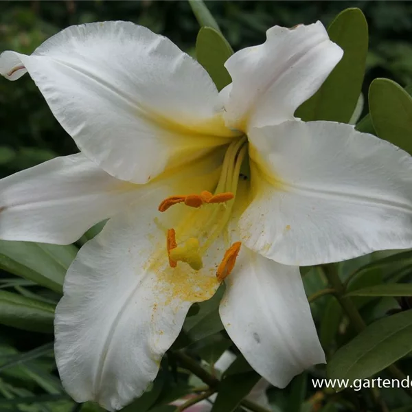 Lilium regale