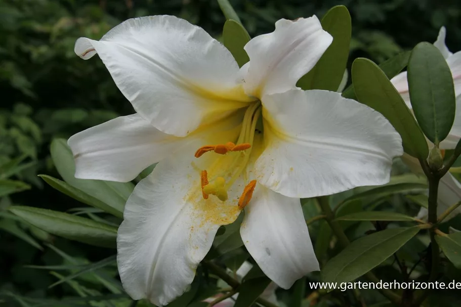 Lilium regale 1 Liter Topf 