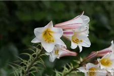 Lilium regale 1 Liter Topf 