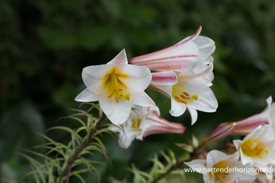 Lilium regale 1 Liter Topf 