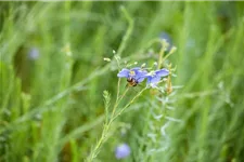 Linum perenne 9 x 9 cm Topf 0,5 Liter 