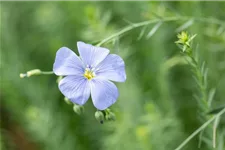 Linum perenne 9 x 9 cm Topf 0,5 Liter 