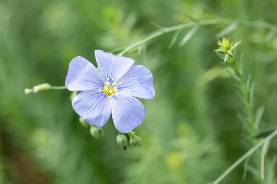 Linum perenne 9 x 9 cm Topf 0,5 Liter 