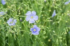 Linum perenne 9 x 9 cm Topf 0,5 Liter 