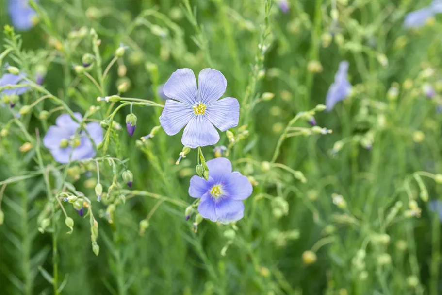 Linum perenne 9 x 9 cm Topf 0,5 Liter 