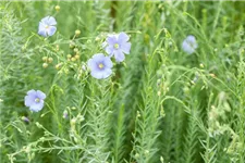 Linum perenne 9 x 9 cm Topf 0,5 Liter 